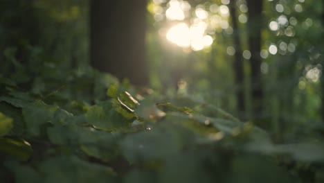 green foliage