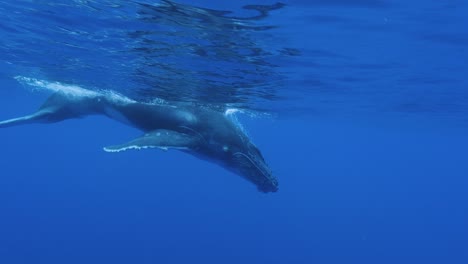 Young-humpback-whale---descents-into-the-deep-blue-clear-water-of-the-pacific-ocean--slow-motion-shot