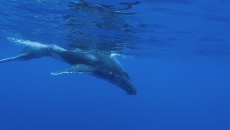 Ballena-Jorobada-Joven---Descensos-En-El-Agua-Azul-Clara-Y-Profunda-Del-Océano-Pacífico---Toma-En-Cámara-Lenta