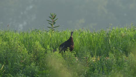 A-wild-turkey-hen-standing-in-the-tall-grass-looking-out-for-danger-in-the-summer-sun