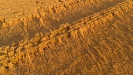 ripe farm field ready for harvesting with fallen down wheat, aerial view