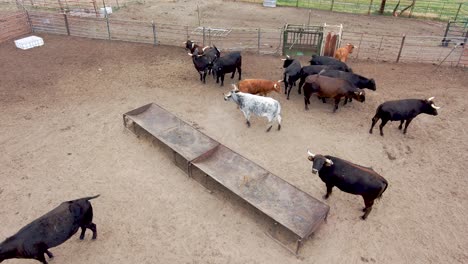 toros y novillos se pavonean para establecer su dominio en la pluma