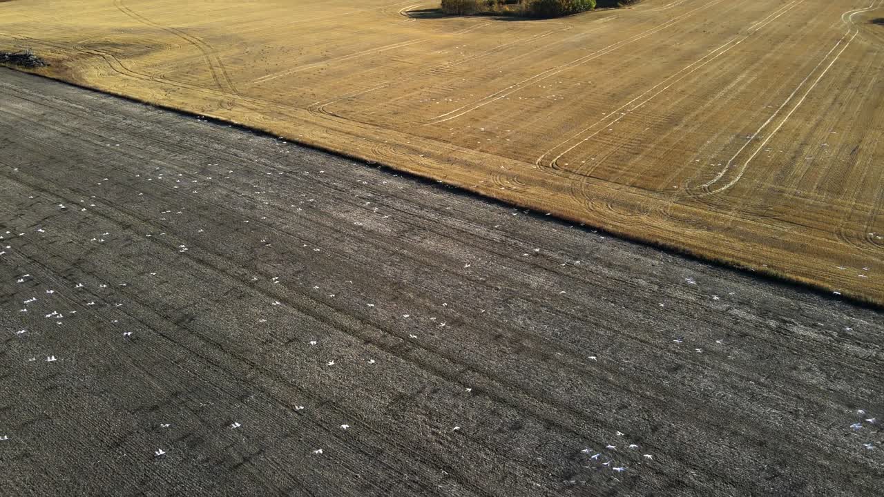 북미 캐나다 농지 위로 일제히 날아가는 흰 새 떼