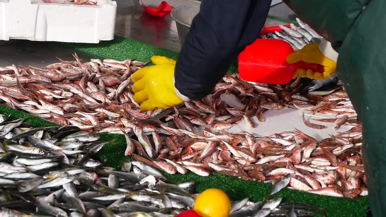 Hands in Yellow Gloves Sorting Fresh Red Mullet at a Fish Market