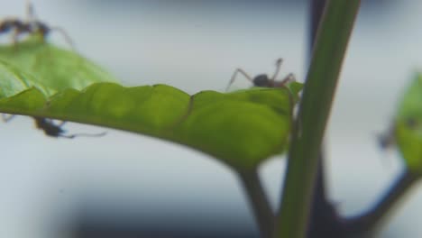 several fire ants cutting a bush leaf