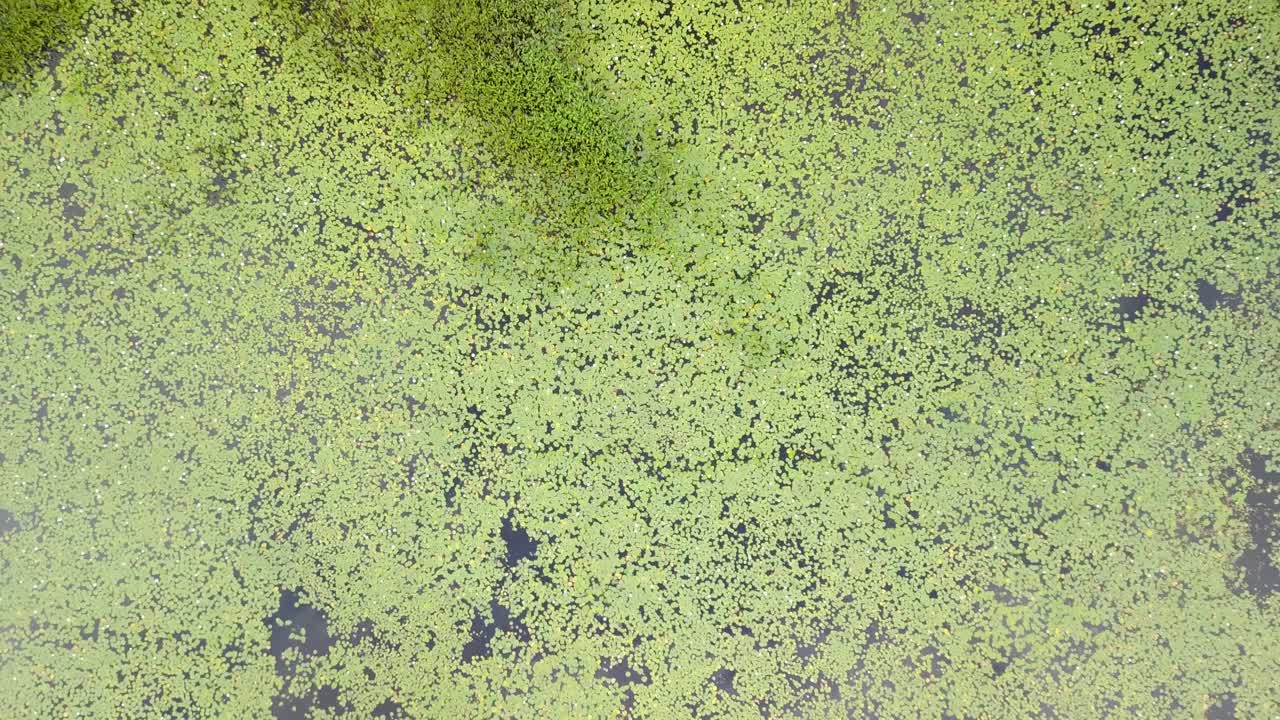 UHD top down zoom out of Lily pads on a lake in Ontario Canada