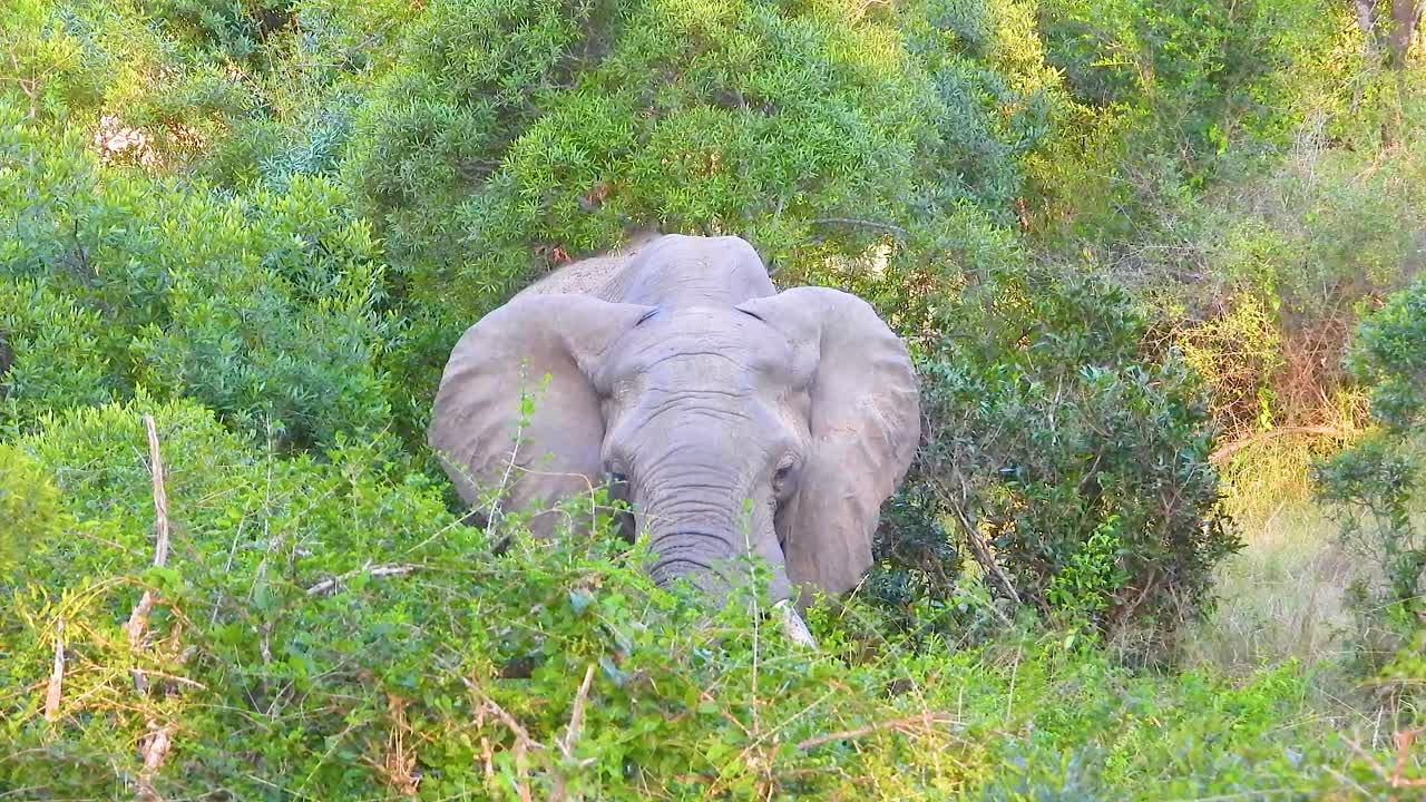 African Elephant in the Bush