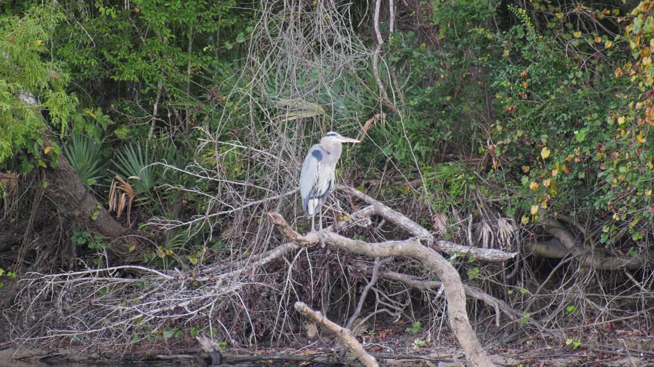 imágenes de mano de una gran garza azul encaramada en un árbol caído en un río