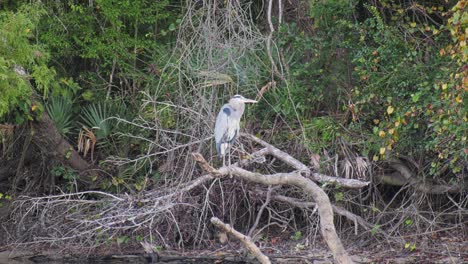 Imágenes-Tomadas-En-Mano-De-Una-Gran-Garza-Azul-Posada-En-Un-árbol-Caído-En-Un-Río