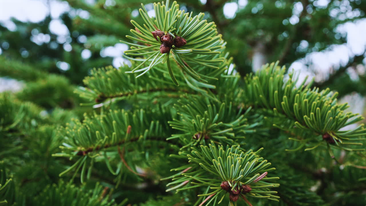 A detailed close up of green fir tree branches with fresh and vibrant needles