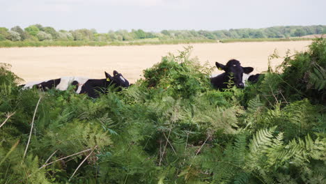 un grupo de vacas blancas y negras luchando por comer plantas verdes en el campo