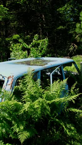 abandoned car overgrown with ferns in a forest