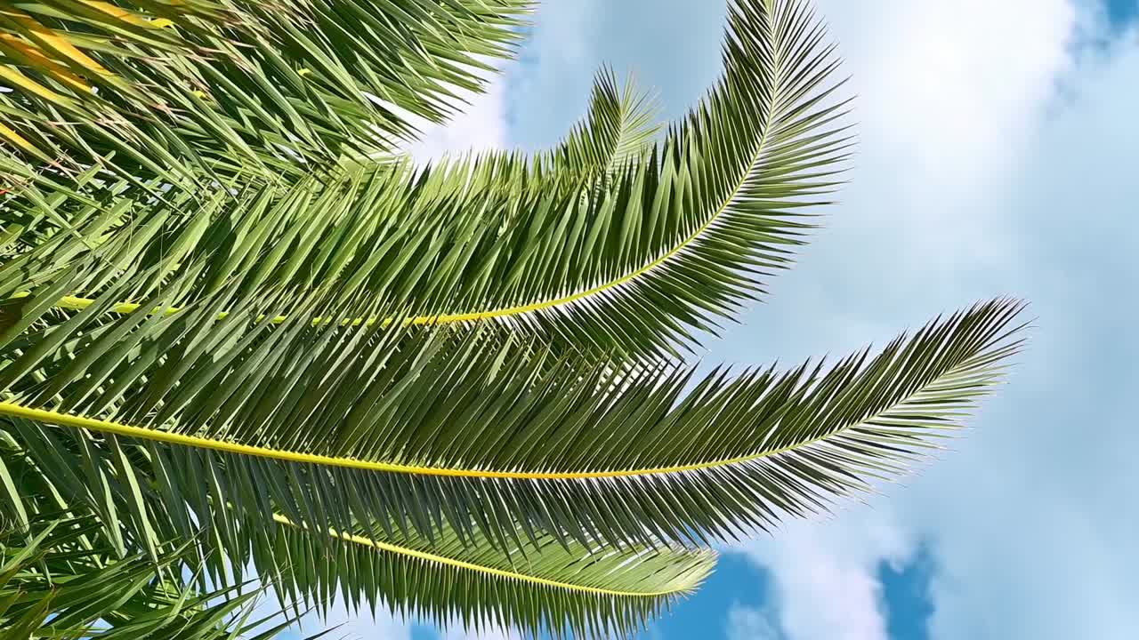 A palm tree moving branches in the wind in slow motion, Greece