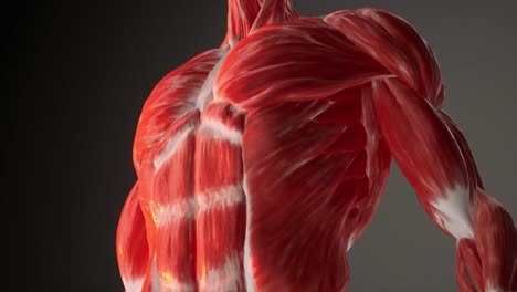 3d animation of human muscular system anatomy