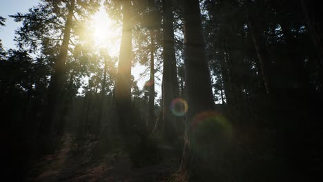 Secuoyas-Gigantes-En-Verano-En-El-Parque-Nacional-De-Secuoyas,-California