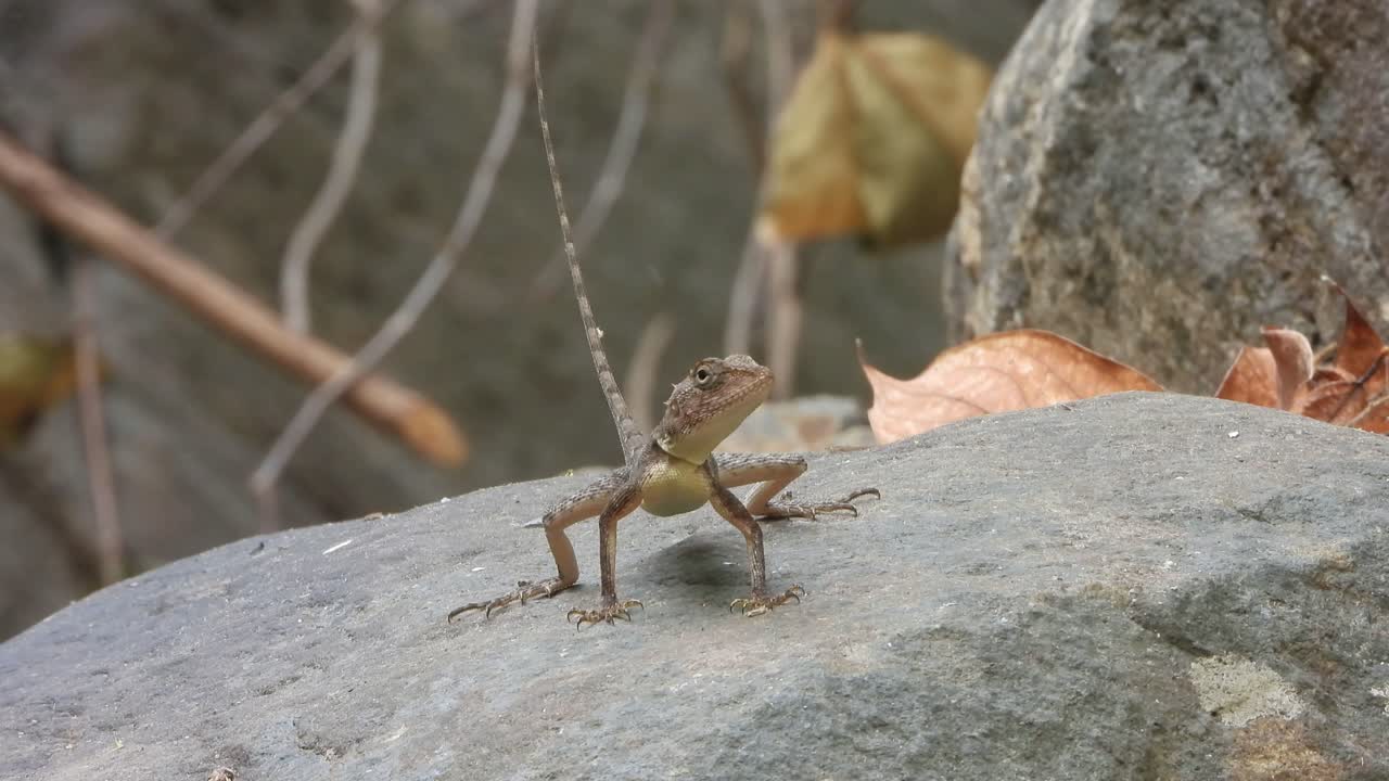 Lizar in rock finding food for him 
