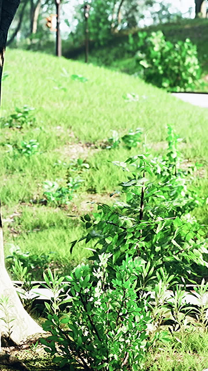 초록 잔디, 나무, 그리고 길이 있는 울창한 공원