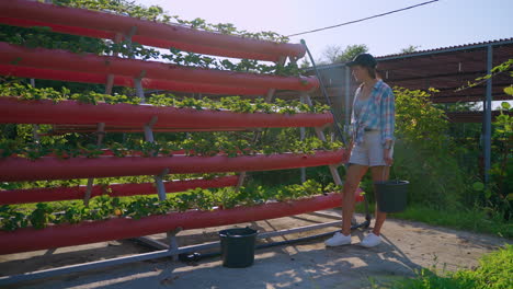 woman working in a hydroponic strawberry farm