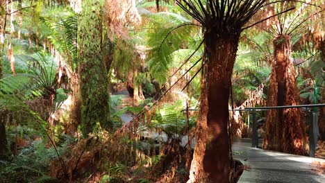 un paseo panorámico por el exuberante sendero de la selva tropical