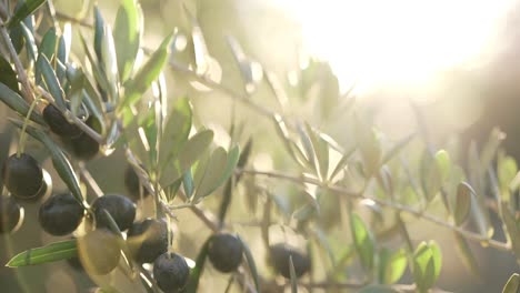 Filmischer-Olivenhain-Aus-Nächster-Nähe-Zu-Goldenen-Stunden-Mit-Sonneneruption-Und-Bokeh