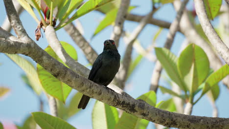 Adult-Asian-Glossy-Starling-Bird-Perched-Resting-on-Pink-Plumeria-Branch-on-Sunny-Day-in-Malaysia