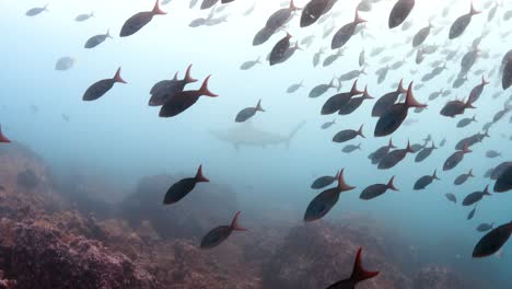 Fisch-Im-Vordergrund-Mit-Großem-Hammerhai-Im-Schatten-Und-Hintergrund