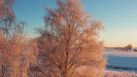 frozen birch tree in cold winter morning sun, ice crystals shine on branch