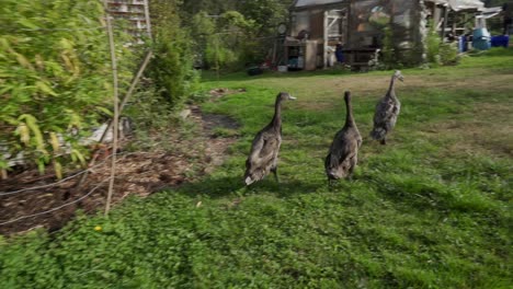 Ducks-waddling-on-the-move-in-slow-motion