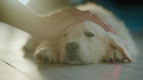 a man's hand is stroking a cute fluffy puppy that is basking in the sun