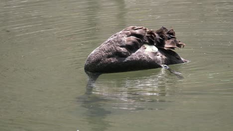 Nahaufnahme-Eines-Schwans,-Der-Mit-Dem-Kopf-Unter-Wasser-Taucht-Und-An-Einem-Sonnigen-Tag-Im-See-Fische-Jagt