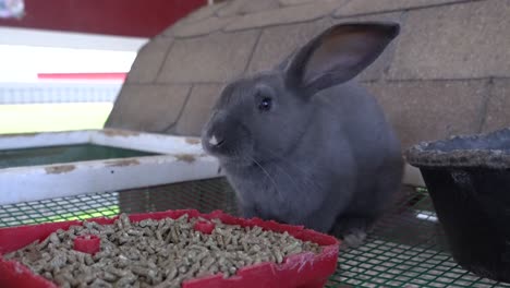 el conejo gris comiendo la cena