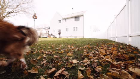 shetland sheepdog runs after a ball thrown in the backyard of a house