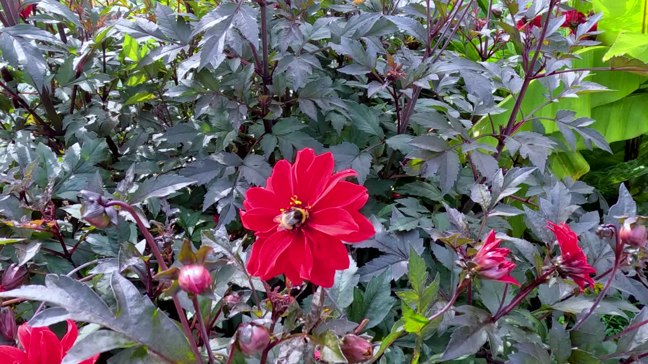 A bumblebee lands on a vibrant red flower, gathering nectar amid lush green foliage. Natural daylight, steady close-up shot, vivid colors, outdoor garden setting