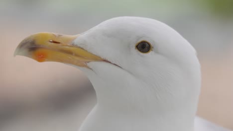 the head of a seagull in close-up.