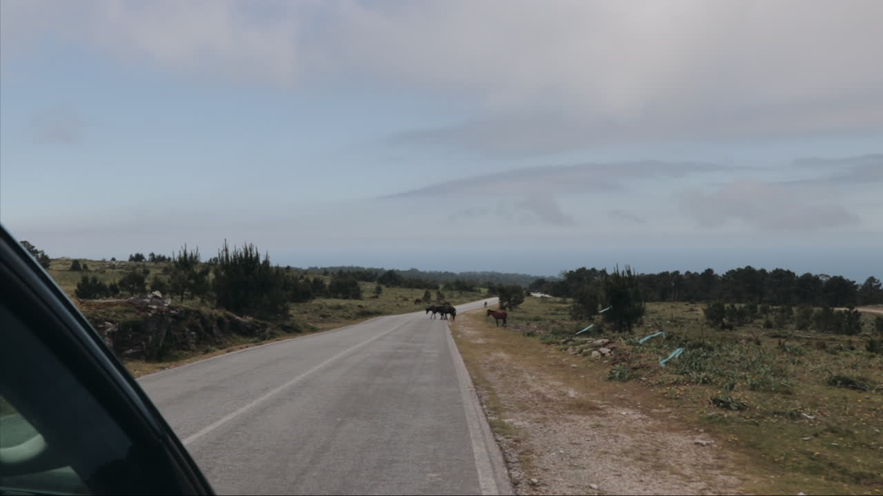 conducción de automóviles a través de una gran llanura y encuentro con una manada de caballos cruzando la carretera