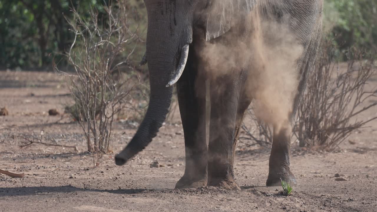 Medium shot of an African elephant dust bathing, Mashatu Game Reserve