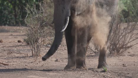 medium shot of an african elephant dust bathing, mashatu game reserve