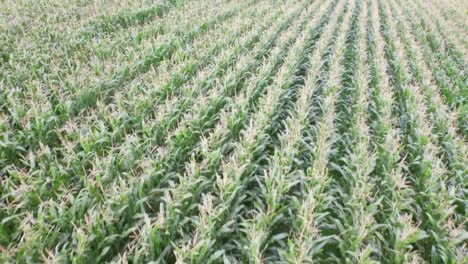 Drone-footage-of-farm-land-with-plants