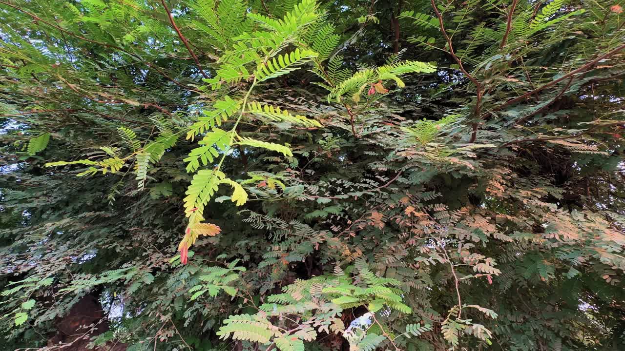 Camera circling around fresh green leaves of Tamarindus indica (tamarind) tree, known in India for its sour fruit used in cooking to enhance flavor