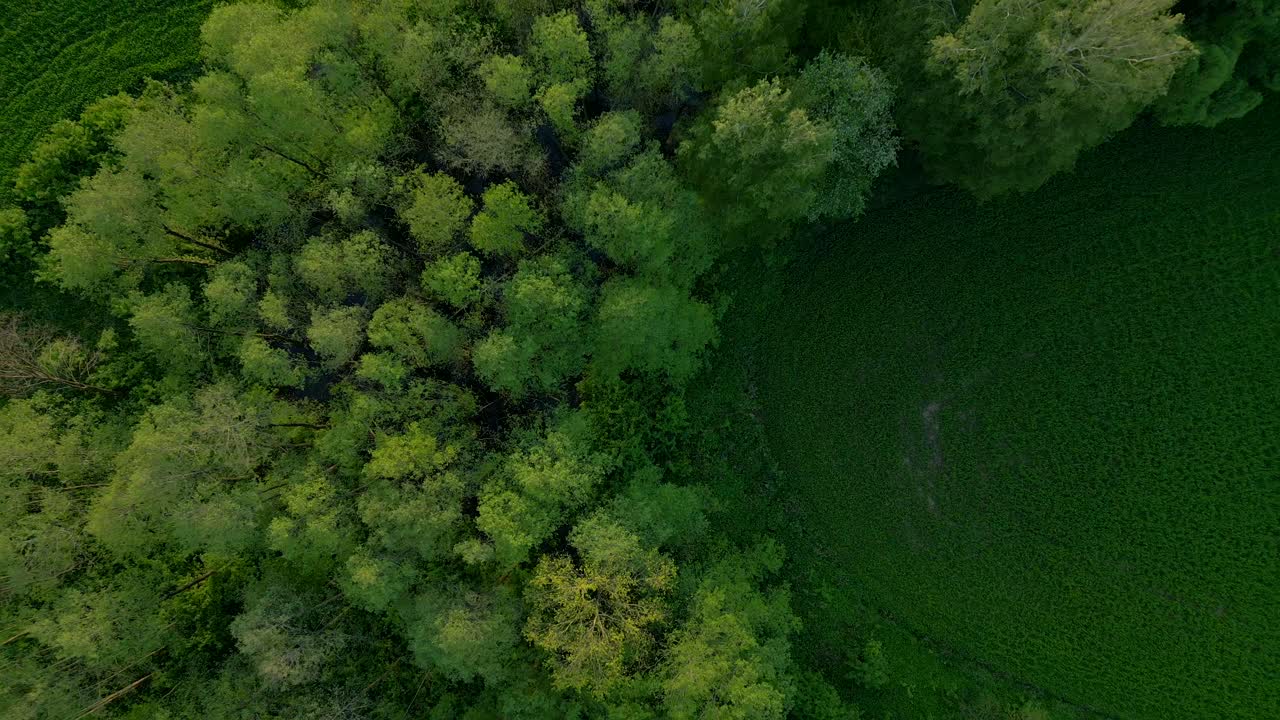 Birdseye view, tall imposing woodland area, lush green grass, Europe