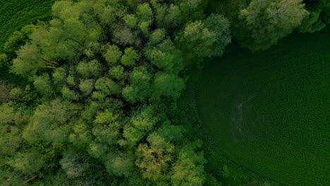 Birdseye-view,-tall-imposing-woodland-area,-lush-green-grass,-Europe