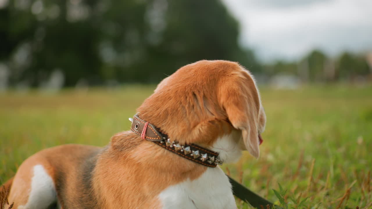 Close up of beagle dog resting peacefully on lush green grass field during sunny day looking sideways with tongue out wearing collar surrounded by nature in outdoor park setting relaxed and content