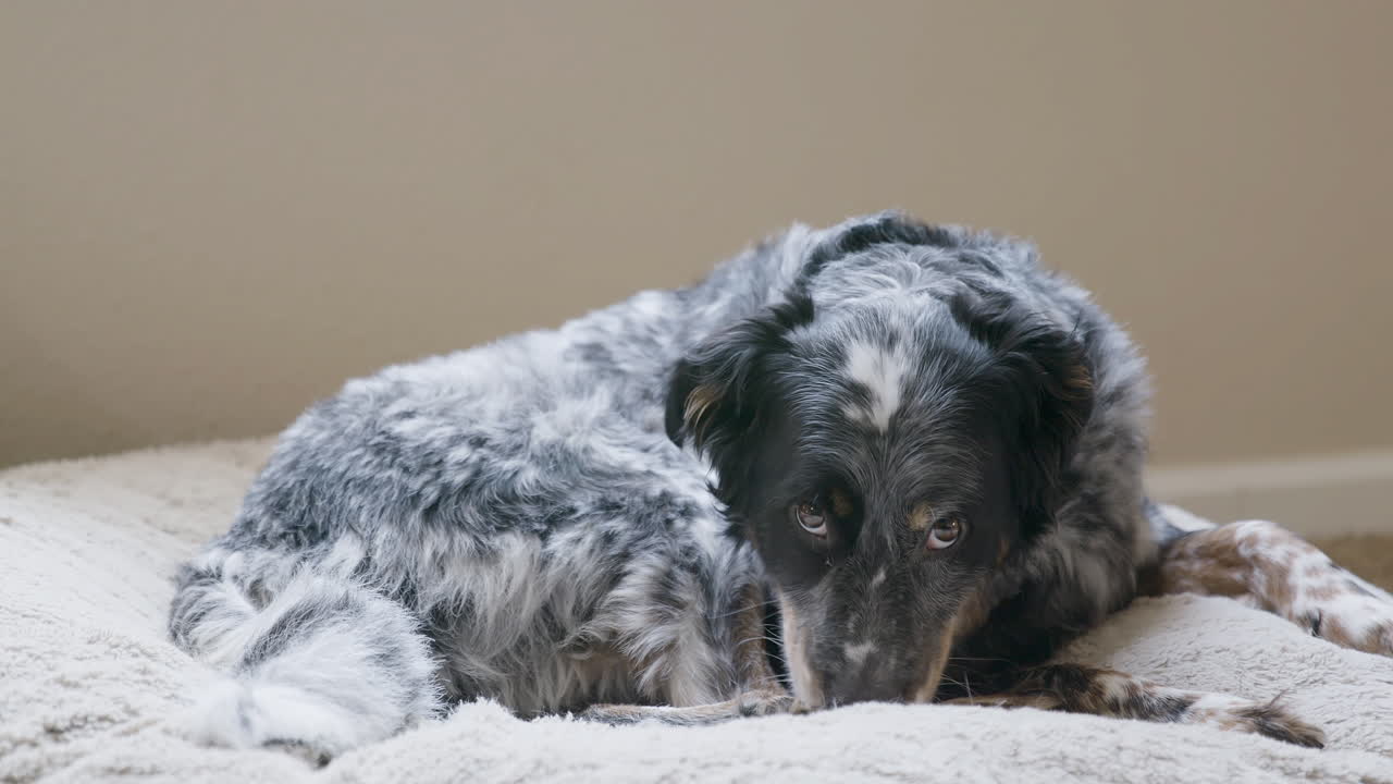 침대에 누워 발을 핥는 개