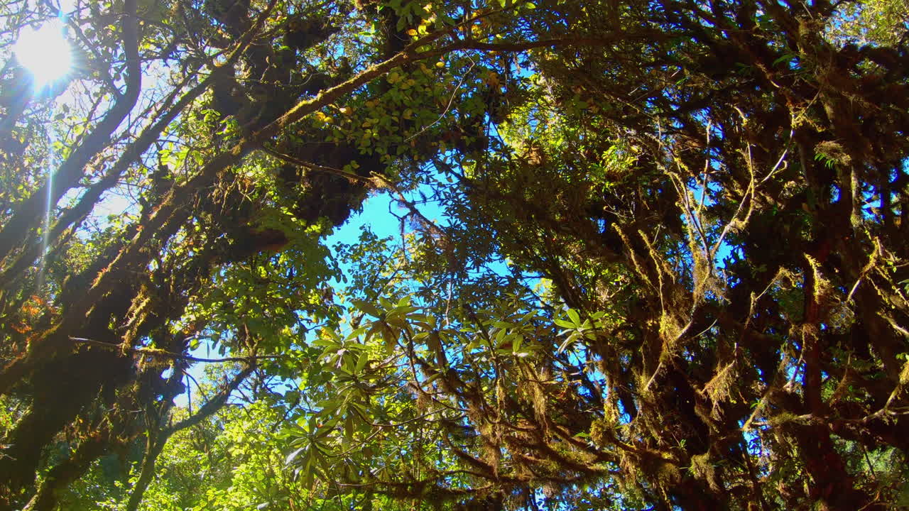 SLOW MOTION | Pan through trees in Thailand Jungle with sun peaking through