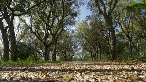 A-low-view-of-a-road-of-stones-in-the-midle-of-a-forest