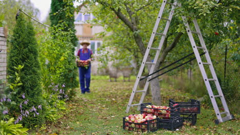 organic fresh summer fruits in buskets. farmer in hat picking up apples into basket.