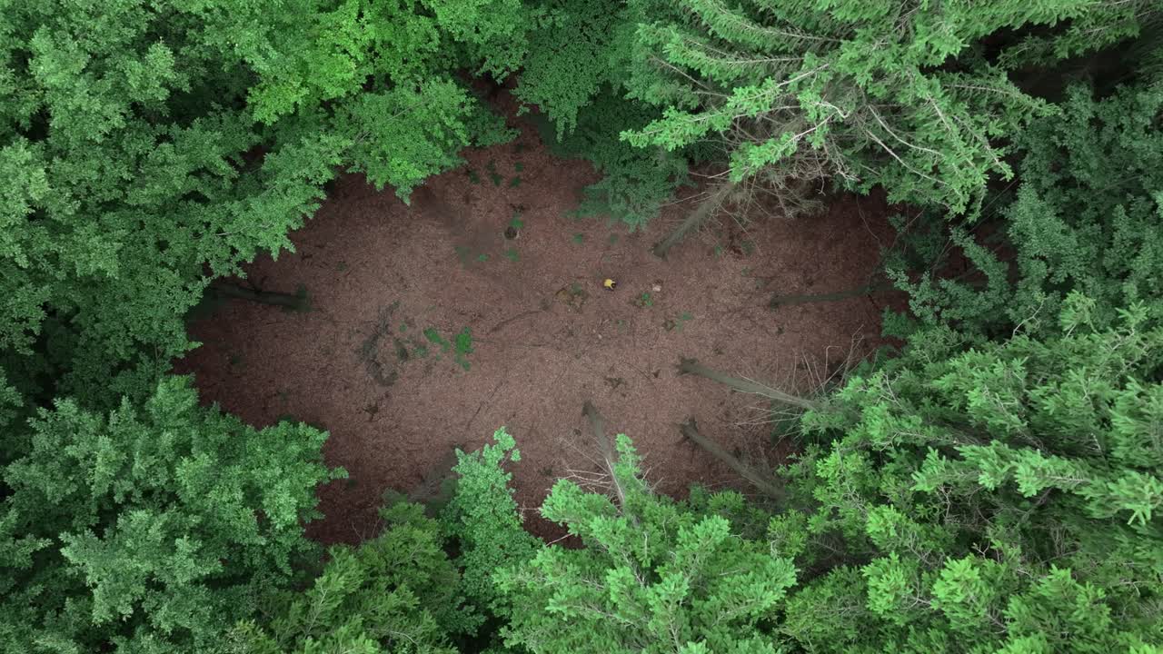 Top-down drone view of a lone figure with a yellow backpack walking through a forest. Hiking through nature, surrounded by trees, a peaceful journey through the wilderness