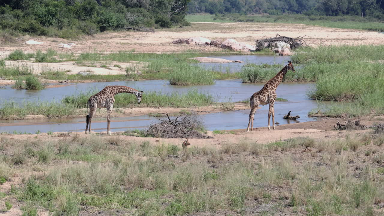 Two giraffes stand in profile by river in Kruger National Park, Africa