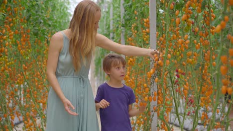 a beautiful young woman and her little son visit an eco-farm. they walk through the rows of tomatoes growing in a greenhouse. eco-products concept