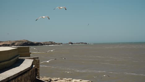 seagulls fly over the rocky coast and rough sea under a clear blue sky in essaouira, morocco.